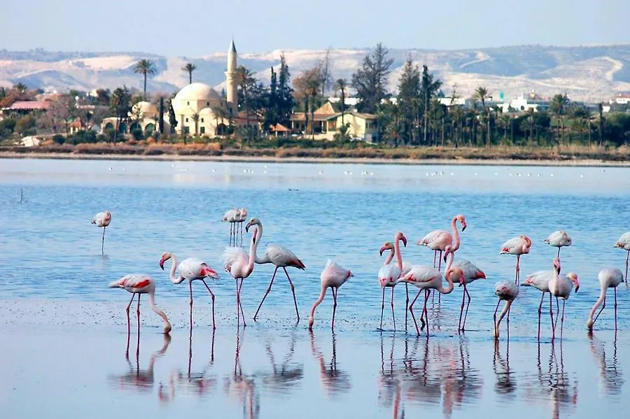 Sunshine Escape Apartment Larnaca 0*,